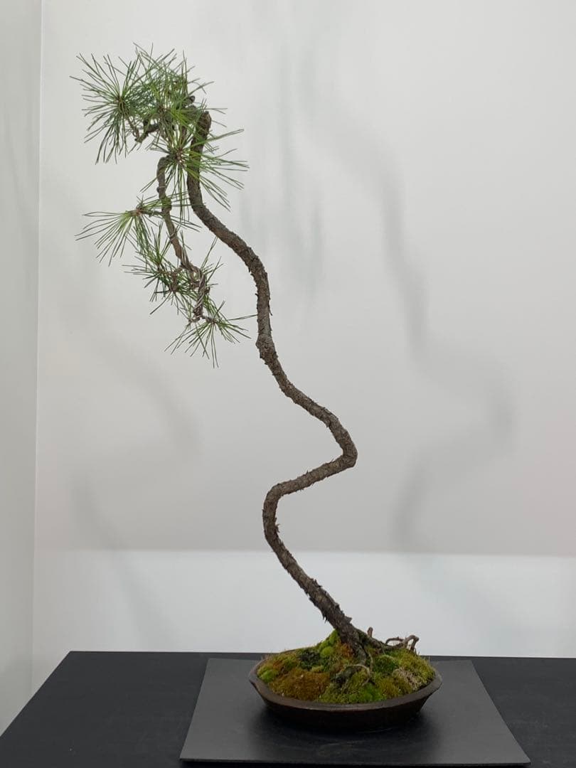 南蛮鉢との相性抜群の山採り文人赤松　細幹　樹高約67cm（検索/真柏　盆栽）