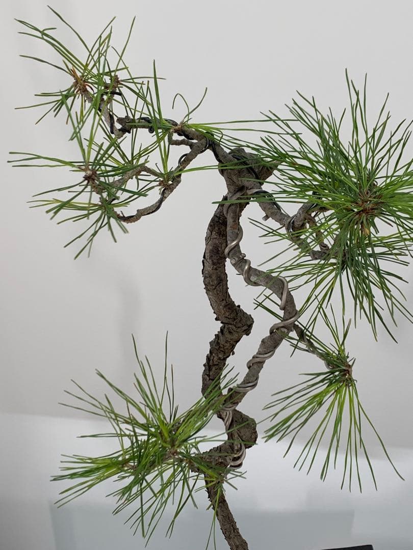 南蛮鉢との相性抜群の山採り文人赤松　細幹　樹高約67cm（検索/真柏　盆栽）