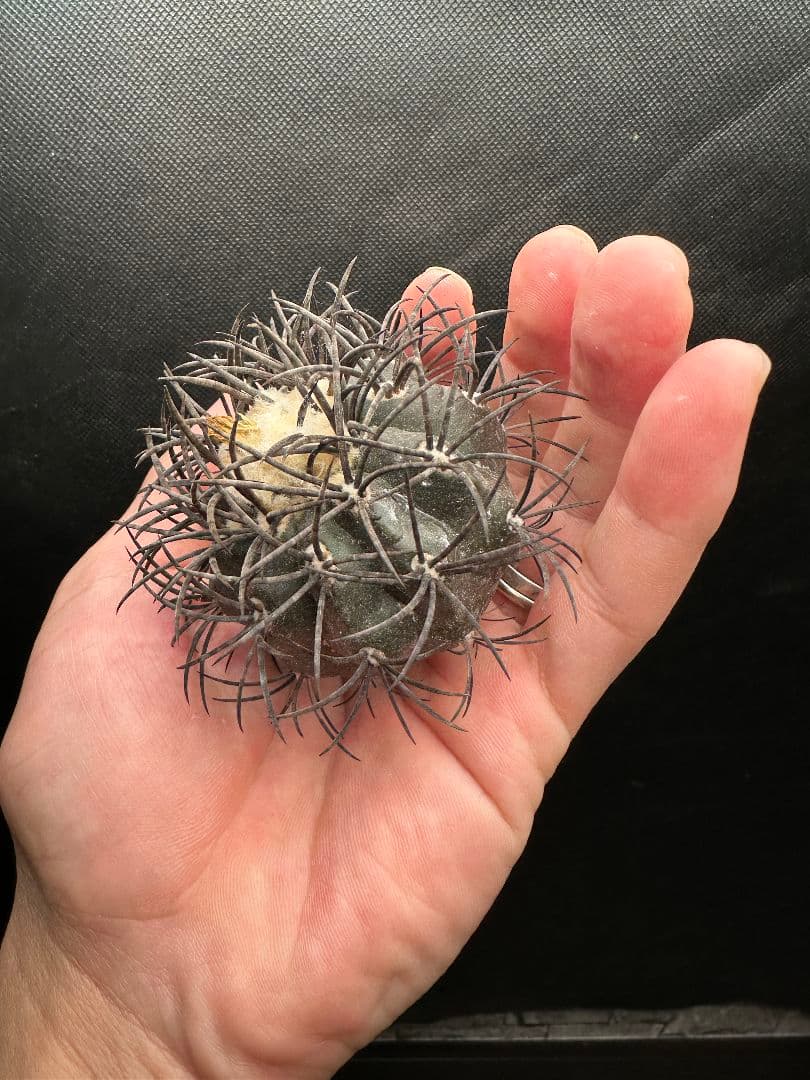 【サボテン_グリセオビオラセア】グリセオビオラセア 栗星玉 ３