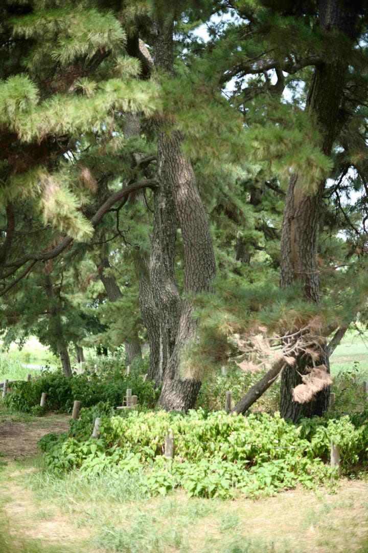 noctilux 50mm f1.2 ASPH 11686 復刻