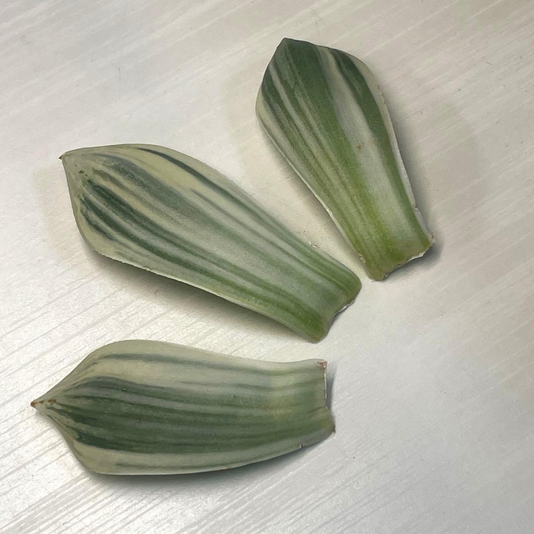 高級ハオルチア　白蛇伝　葉　3枚セット