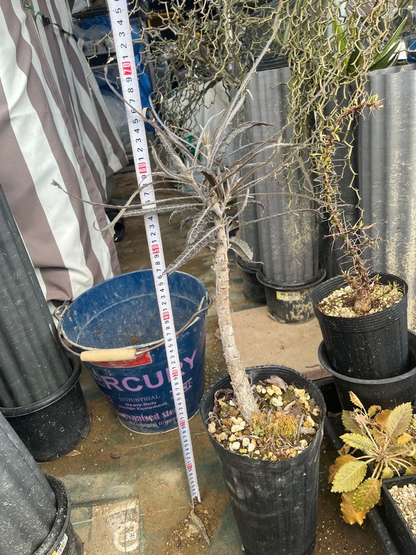 ボスウェリア　エロンガータ　大株　取木　送料着払い