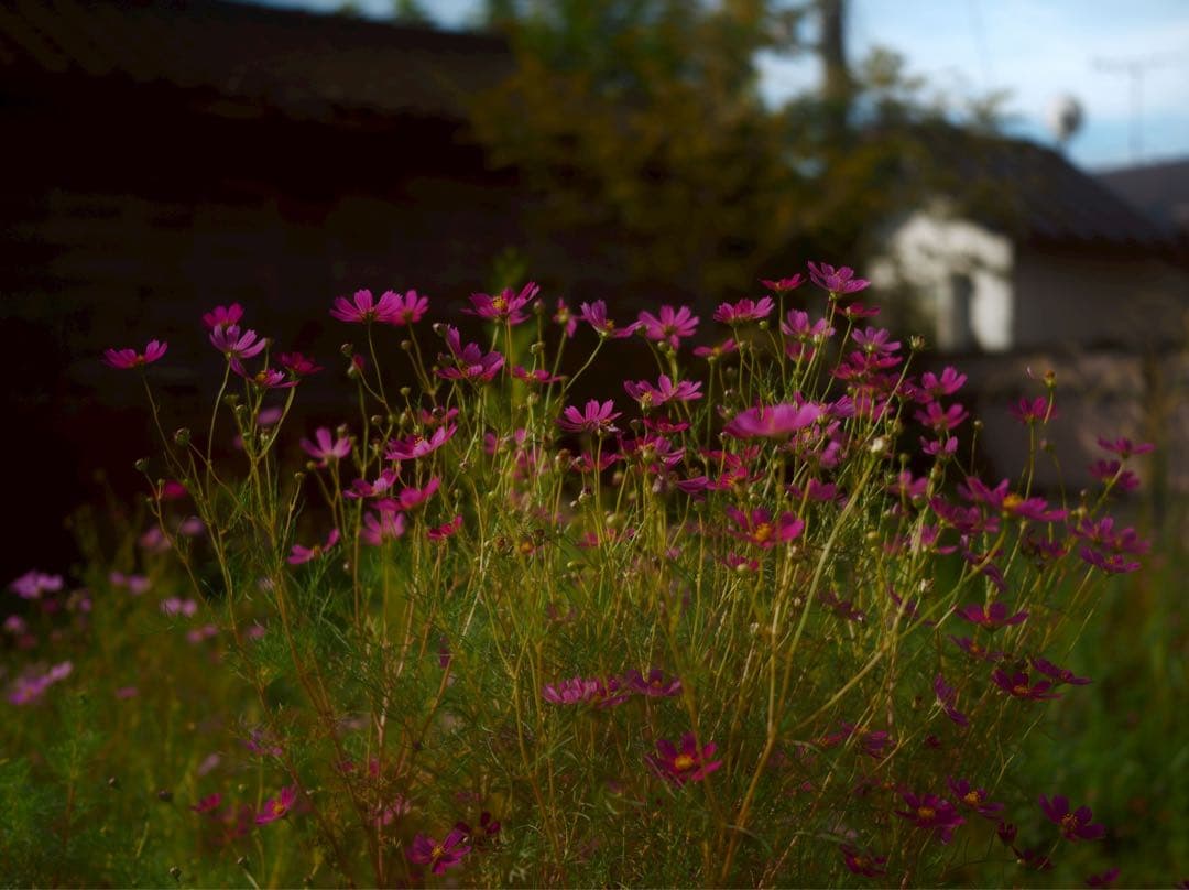 みお【美品】SIGMA 45mm F2.8 DG DN Lマウント