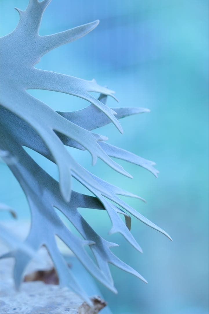 ビカクシダ P.Willincky Gabriel