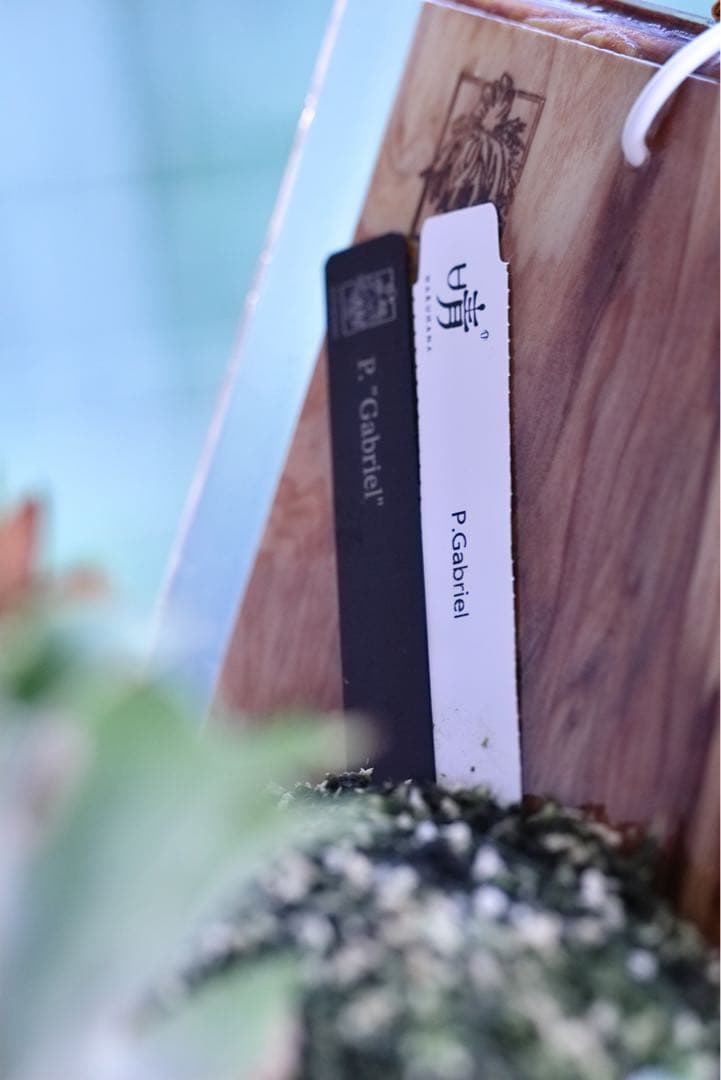 ビカクシダ P.Willincky Gabriel