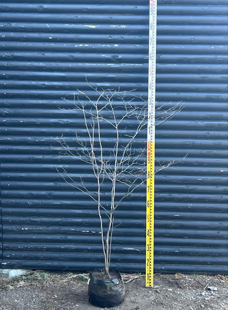 山採り天然　ナツハゼ　1