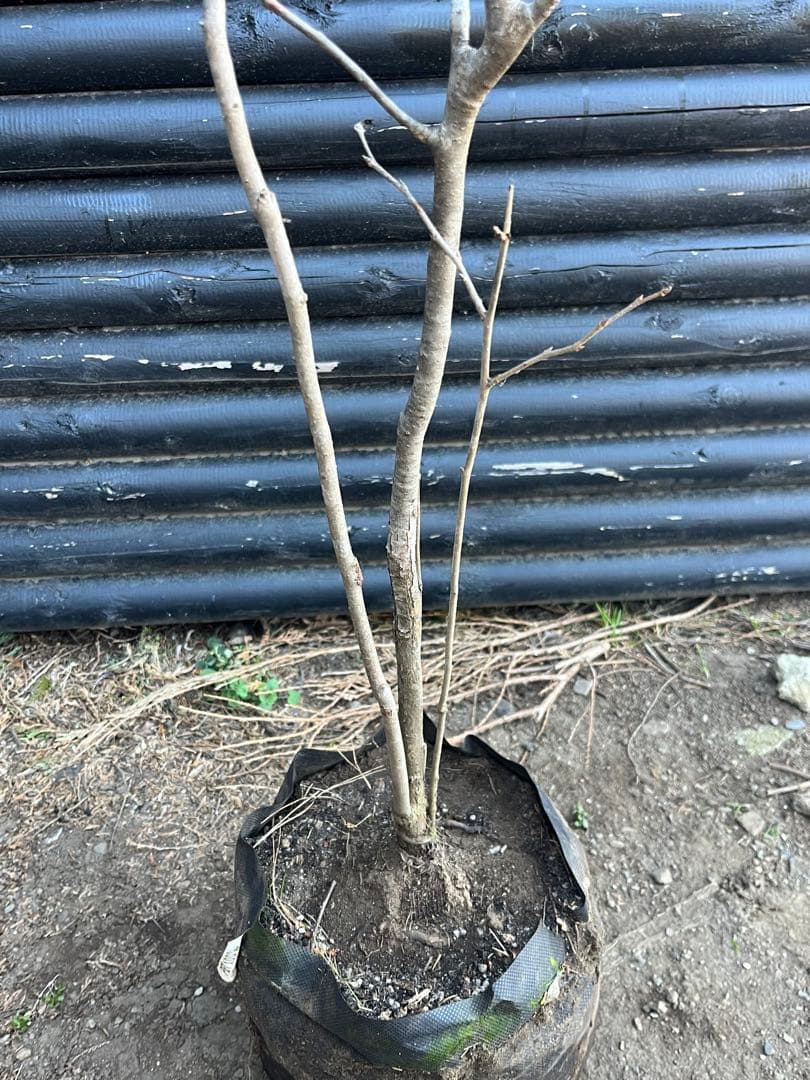 山採り天然　ナツハゼ　1