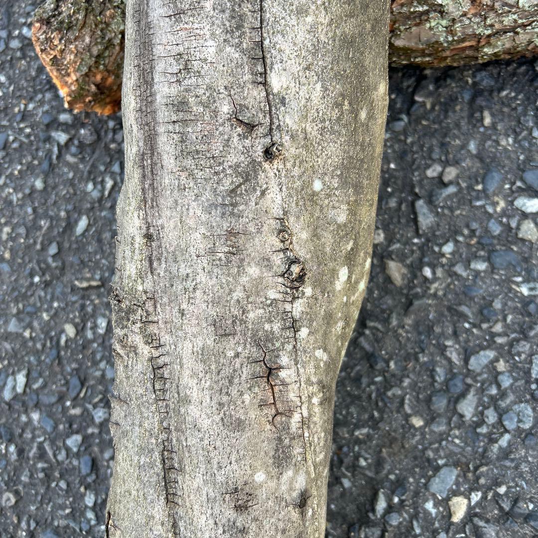 オリーブ　挿し木　太枝挿し木　盆栽