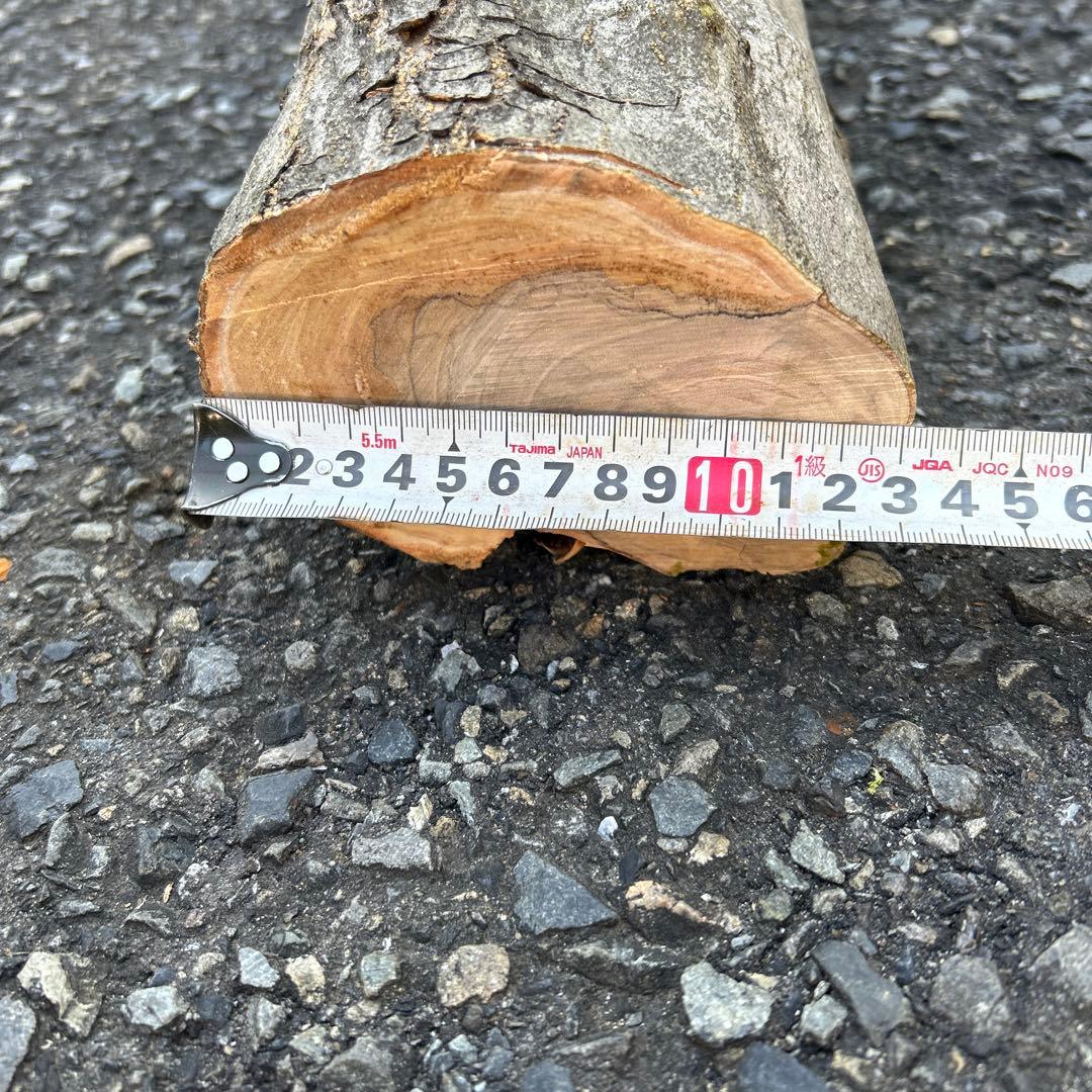 オリーブ　挿し木　太枝挿し木　盆栽