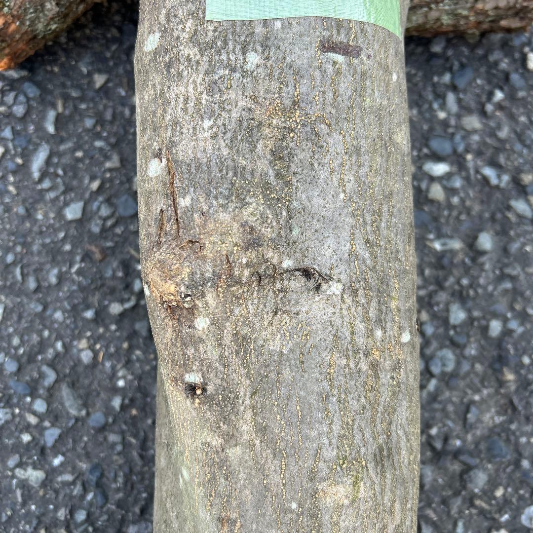 オリーブ　挿し木　太枝挿し木　盆栽