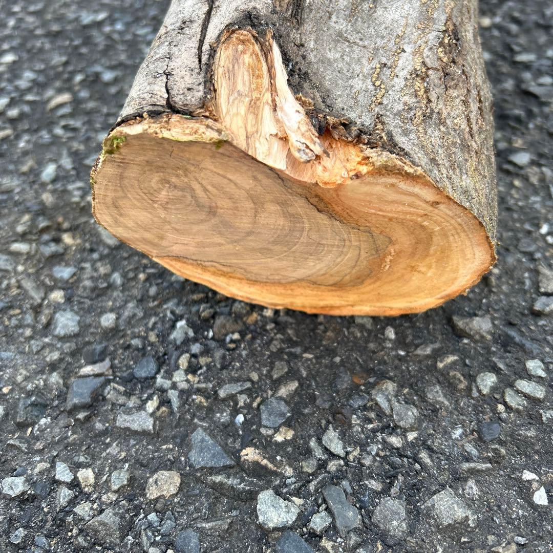 オリーブ　挿し木　太枝挿し木　盆栽