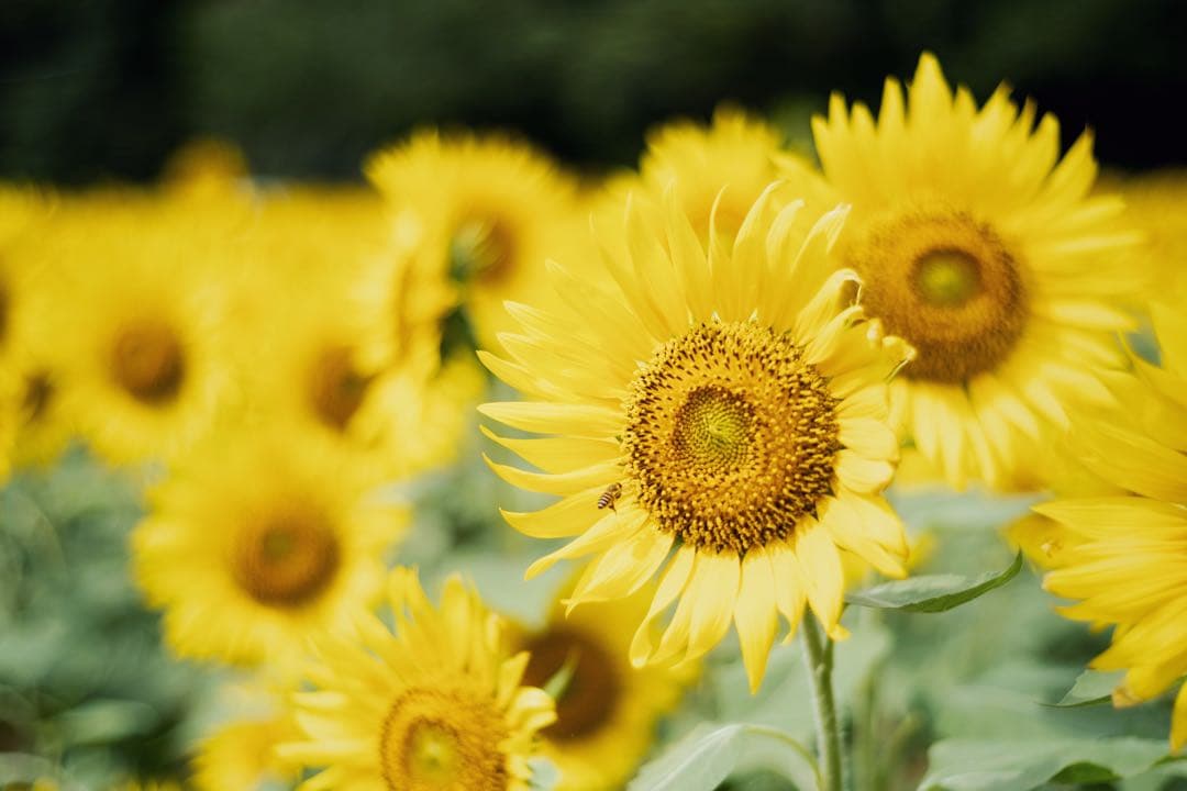 Voigtländer NOKTON CLASSIC 40mm F1.4 SC