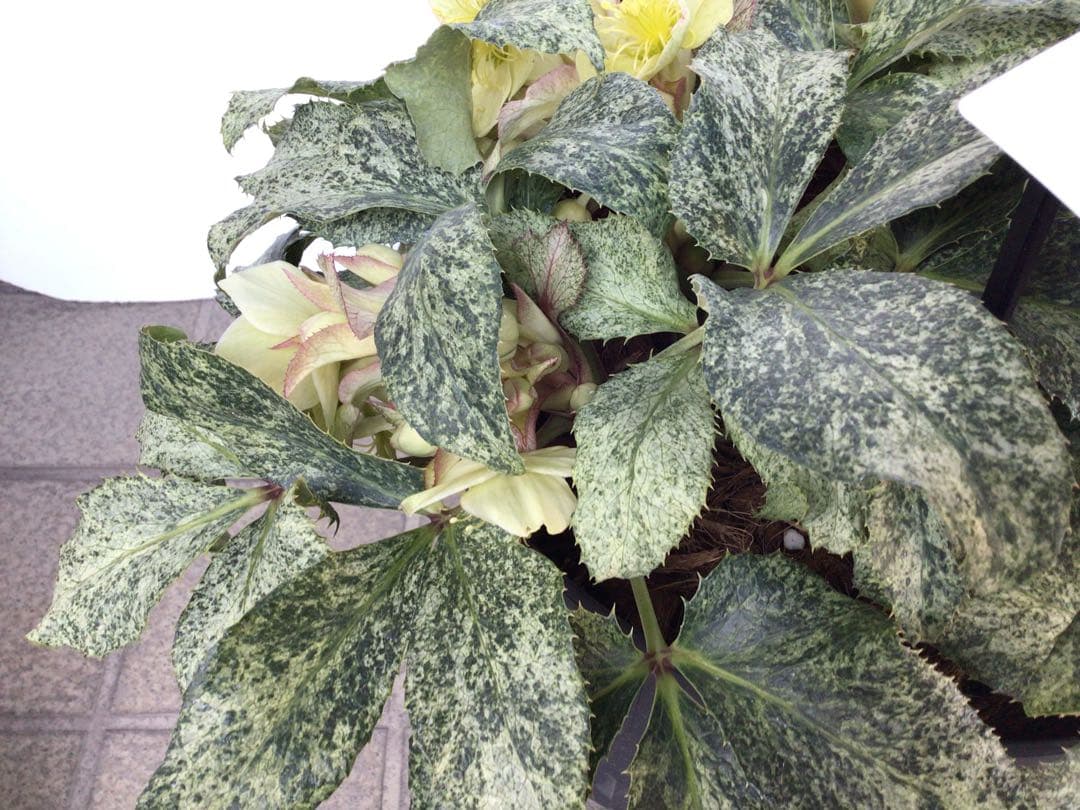 ① お値下げ品‼︎ 斑入りの葉が美しい5年物のクリスマスローズ・スノーフィーバー