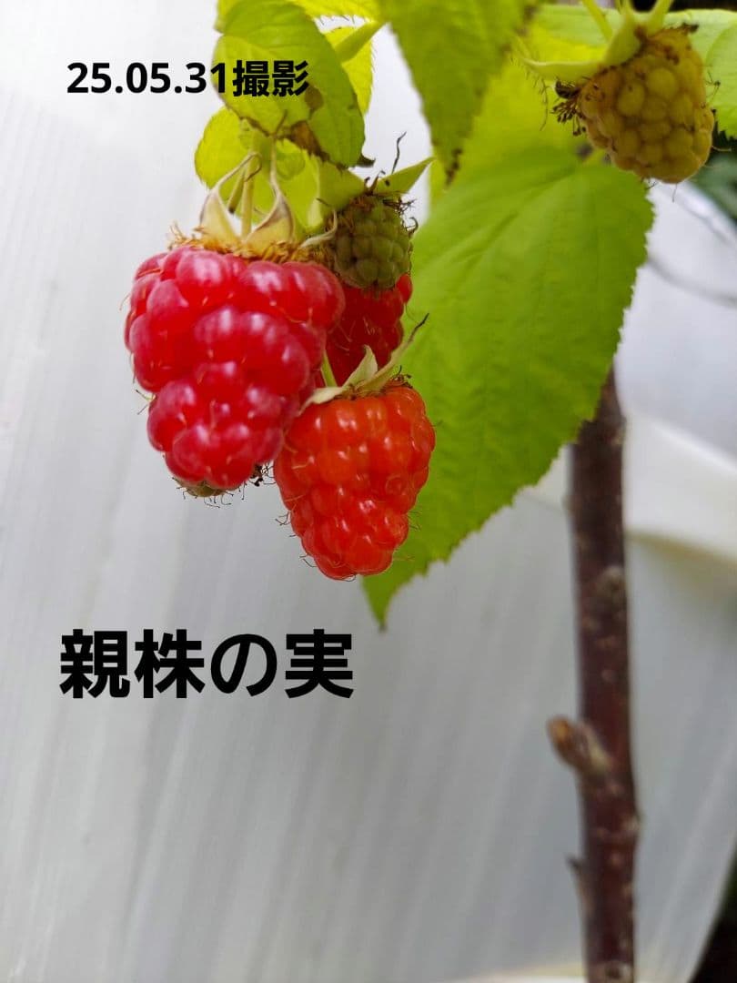 トゥラミーン　ラズベリー苗（26.01.25撮影）