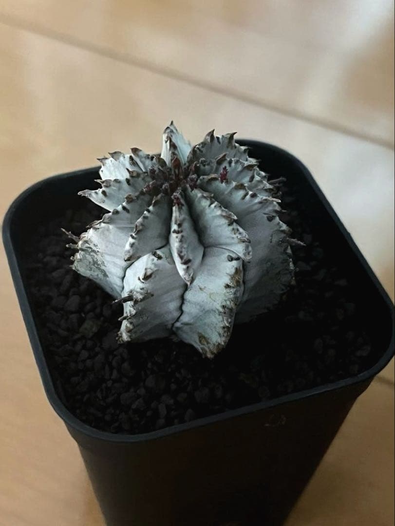 翠*緑様 ユーフォルビア ホリダ スーパーホワイト 極白 SSSランク カキ子