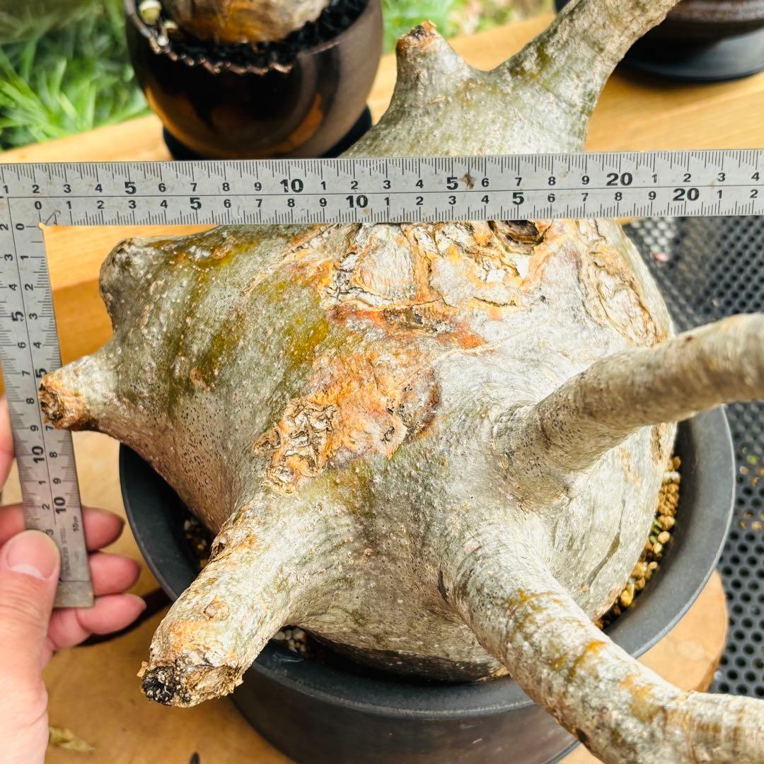 短期間限定超特価！ 特大 パキポディウム グラキリス カタチ製作所 現地株