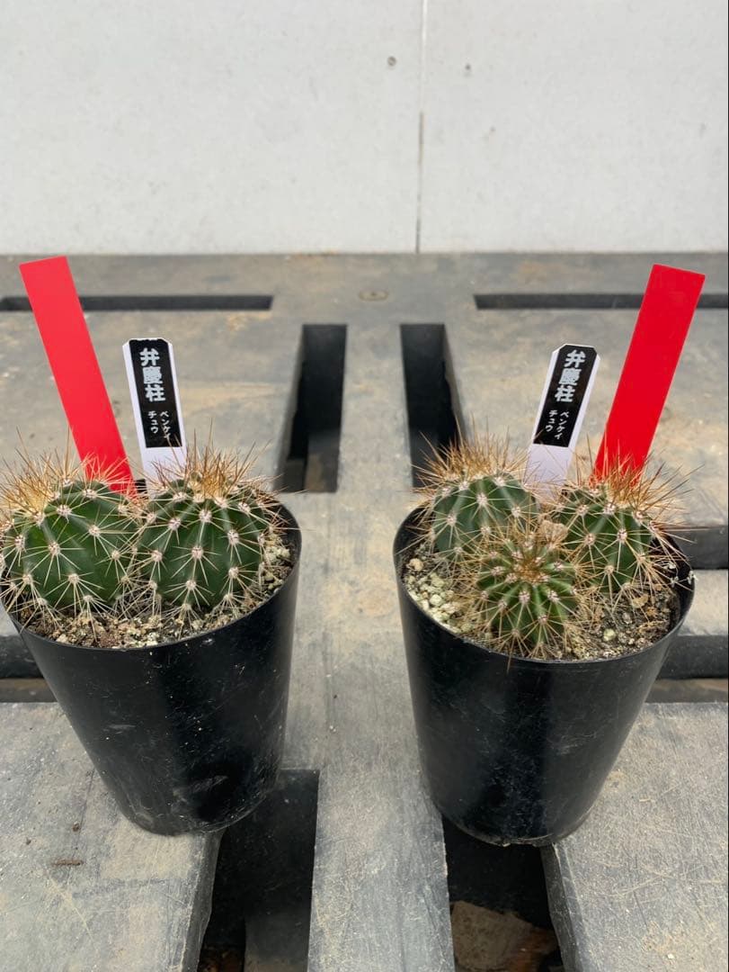 サボテン　弁慶柱　３号　2株セット　赤