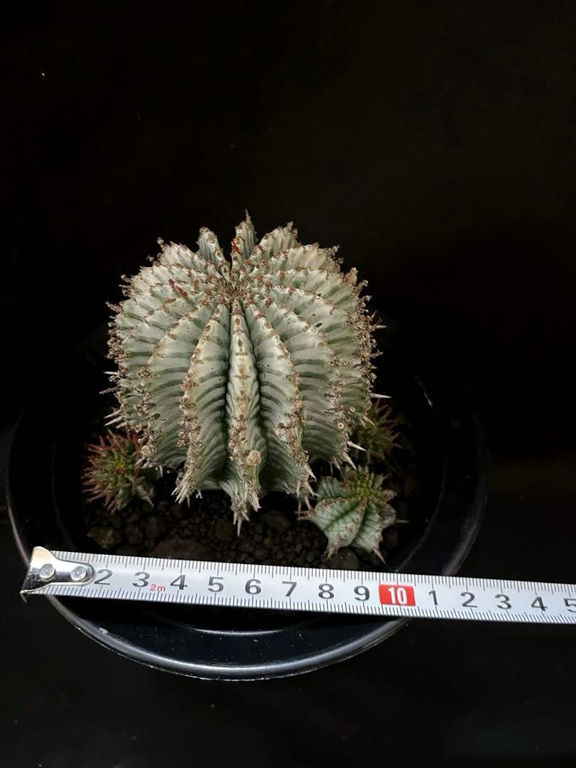 ユーフォルビアホリダ White zebra S胴太 親株 カキ子3株付き 雌株