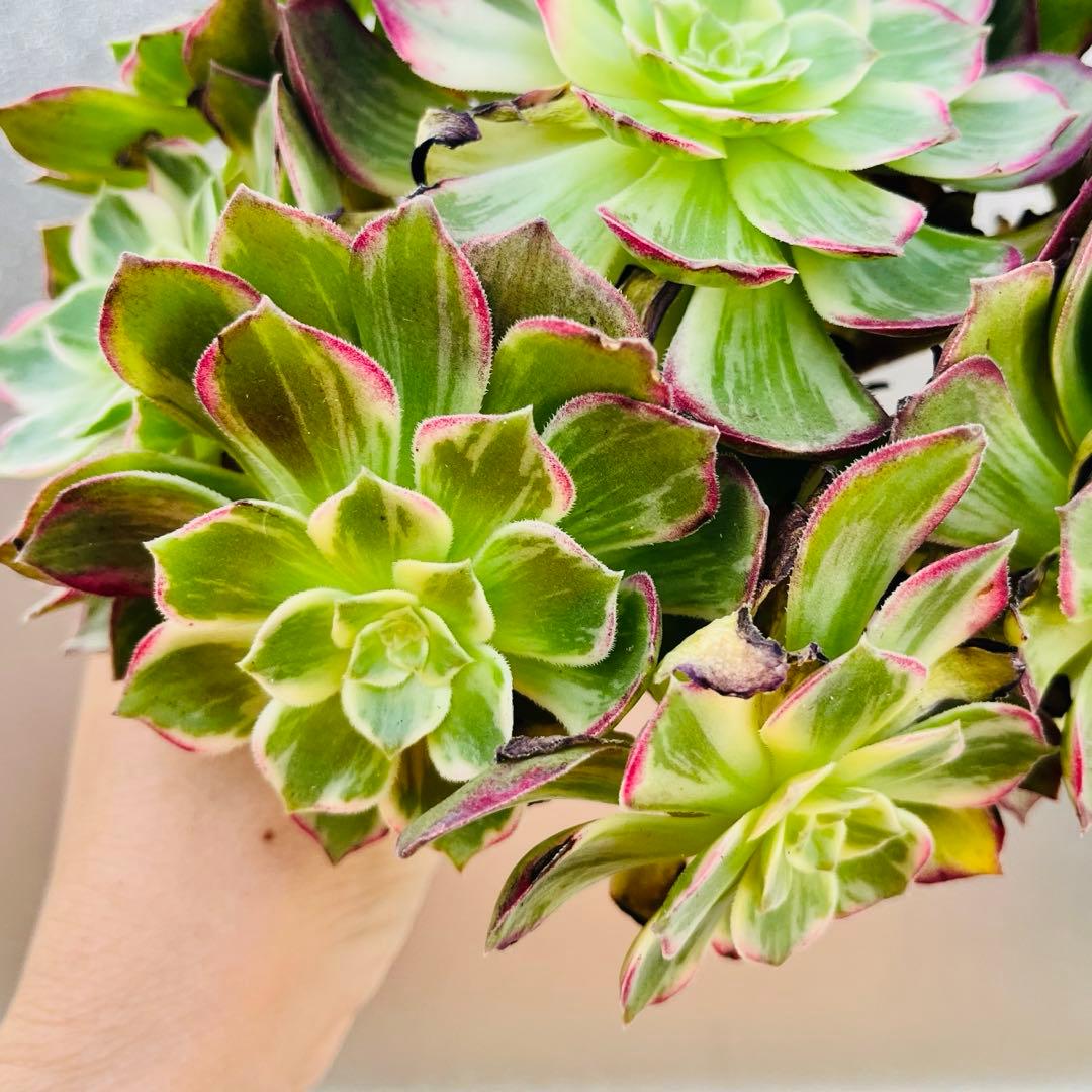 51.【現品　そのまま発送】「カラフルランターンズ」葉焼け・傷有り　立派な大群生