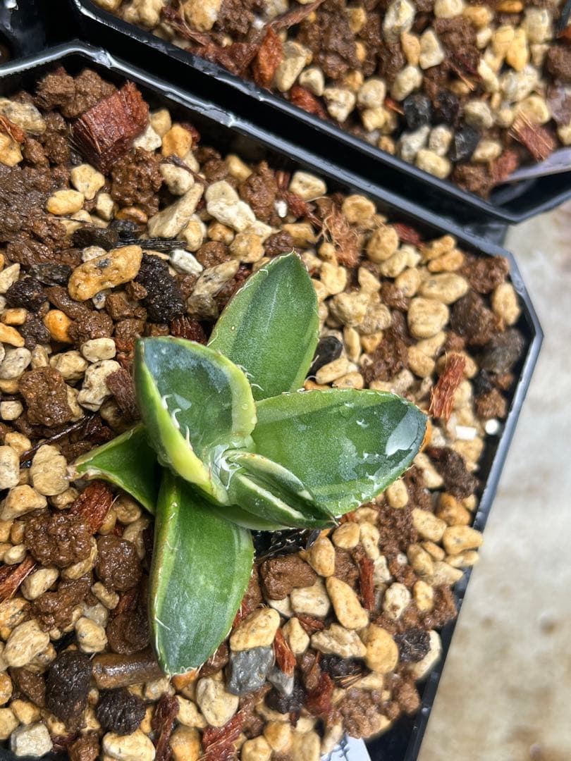 アガベ　チタノタ　蟹　斑入り