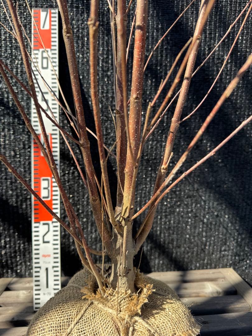 桂（カツラ）植木　庭木　【品番3548】