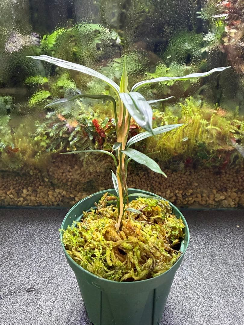 マパニア　カプアスフル