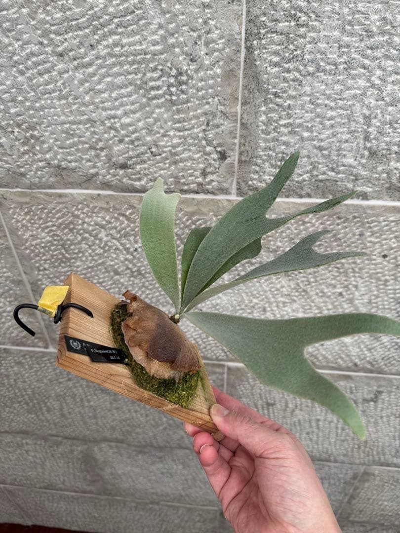 P.Neguse ネグセ 子株 ビカクシダ GS-w コウモリラン