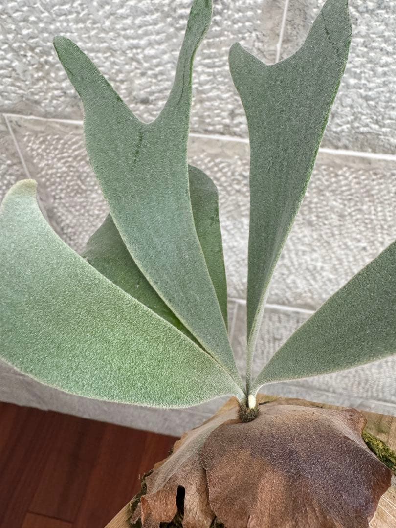 P.Neguse ネグセ 子株 ビカクシダ GS-w コウモリラン