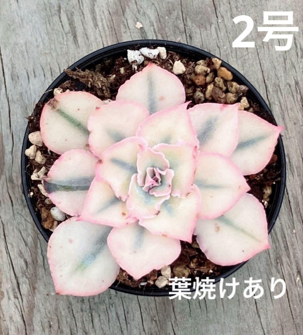 専用　マクライジング錦　紫麗殿錦　フローレンス錦×2 ピンクルビー錦