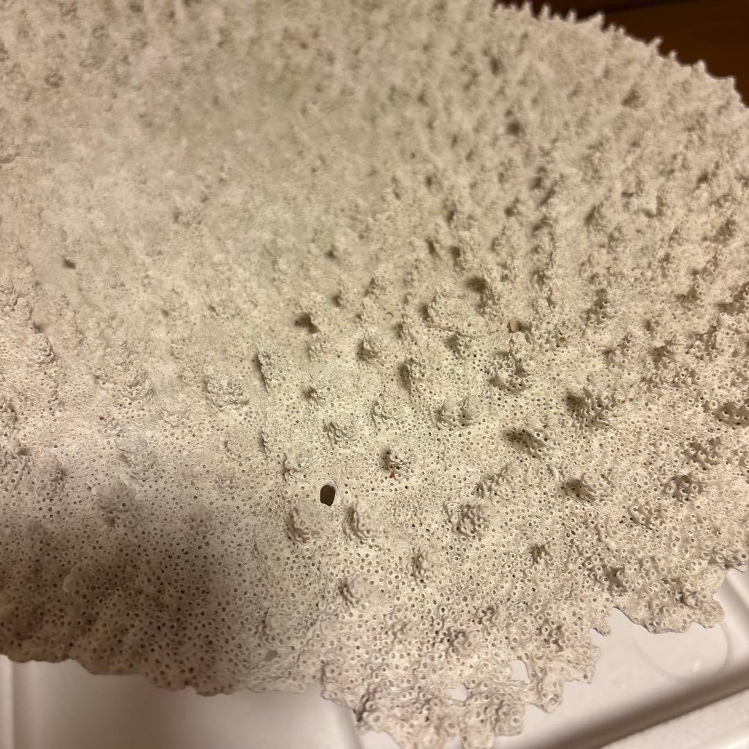 珊瑚礁　レイアウト　約35×45