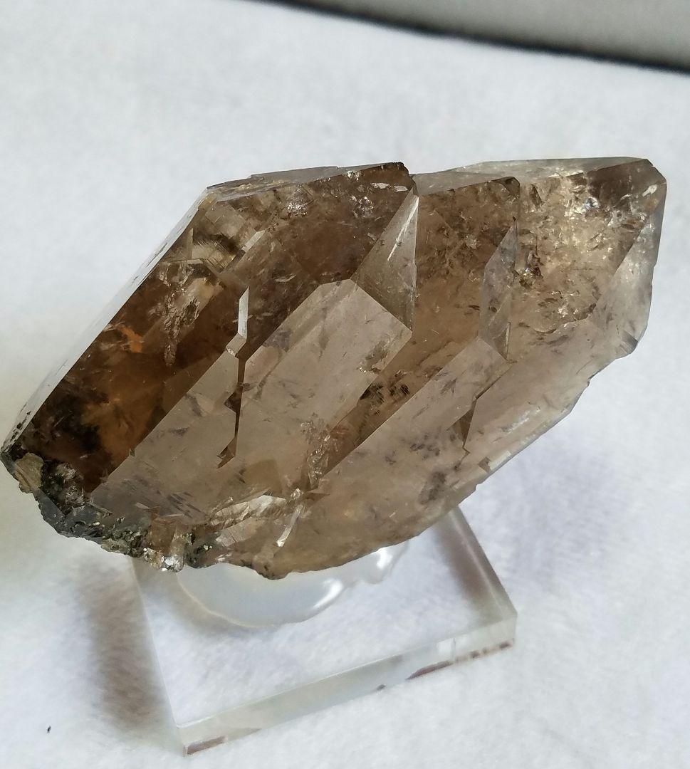 ドードー産グウィンデルNo1260