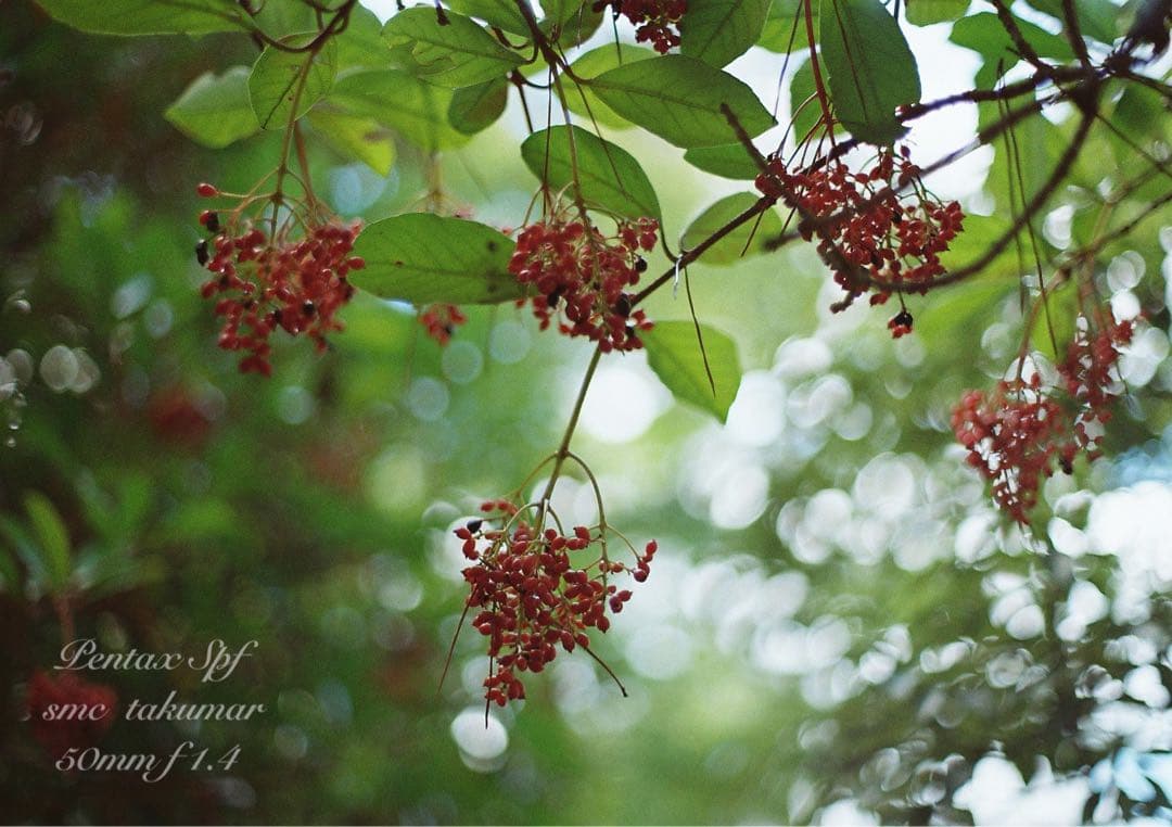 超美品！完動品＊pentax spf＊リザード青&f1.4★作例多数 保証付