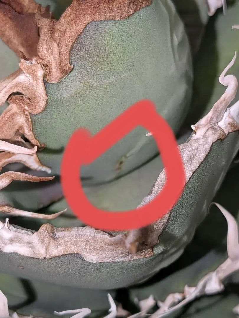 B*s様 アガベ　シャークソウイ　親株！