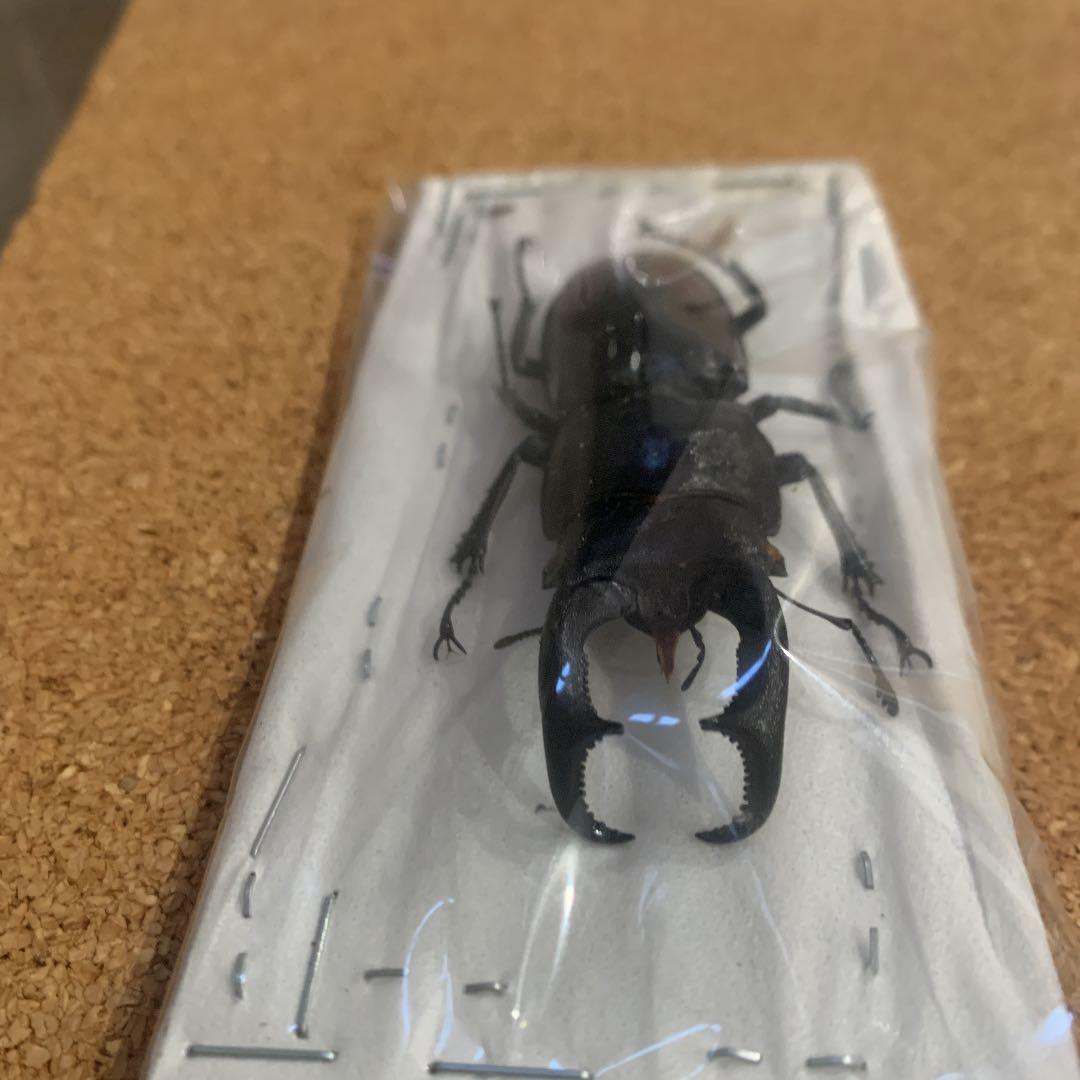 マキシカクワガタ野外品　雄67㍉