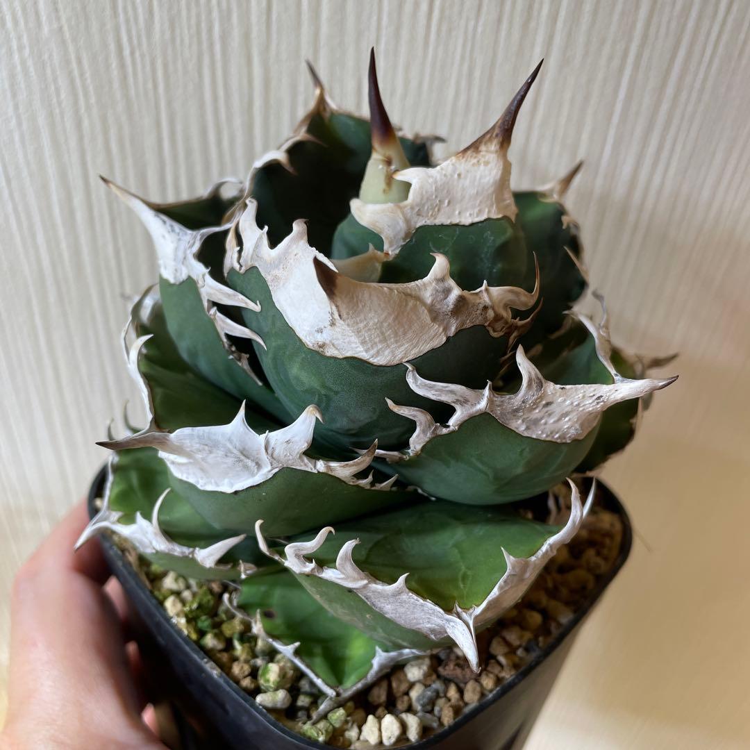 アガベ チタノタ　南アフリカダイヤモンド　SAD ミニ　特選コンパクト　OC株