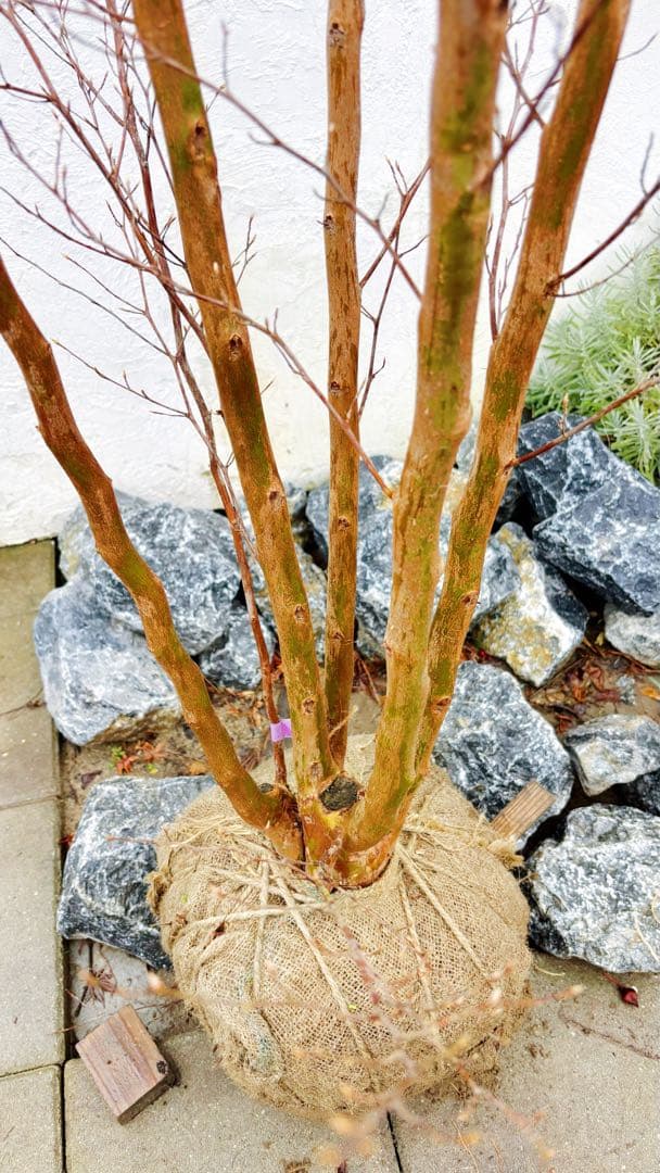 絶品黄金幹。ヒメシャラ切り戻し本株立ち2.8M(鉢底から)品番A