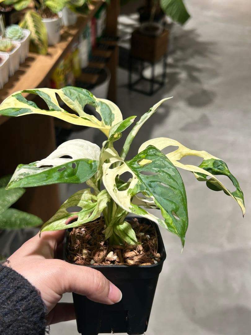 マドカズラ　斑入り