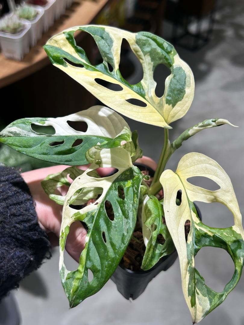 マドカズラ　斑入り