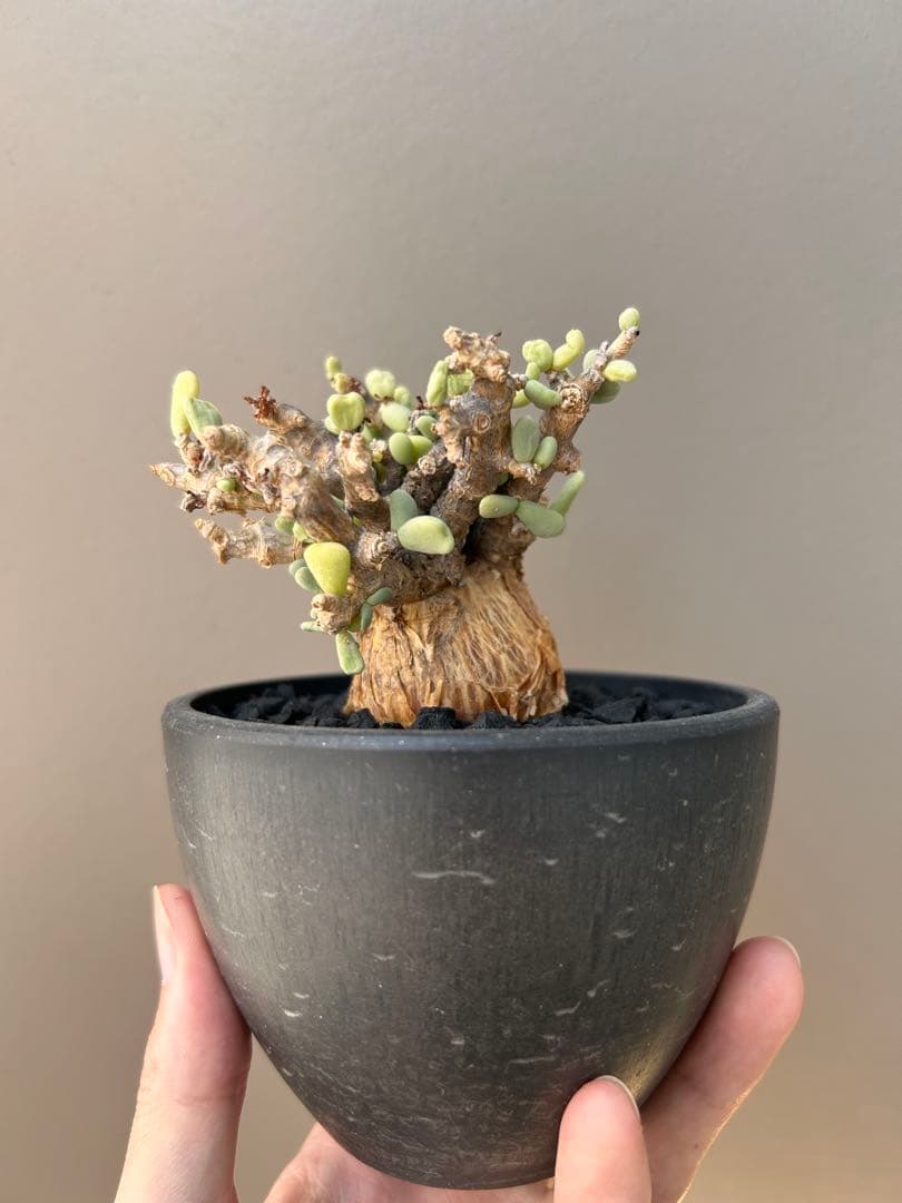 【良型】ケラリア・ピグマエア（現地株、発根済み、雄株）