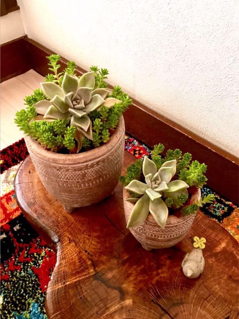 完売　　森で完全野生化！【朧月＊森村万年草】インドの可愛い鉢植え＊大小セットで！