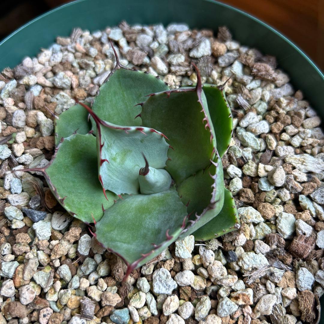 アガベ　パリー　トランカータ　塵斑　Ns産　散り斑