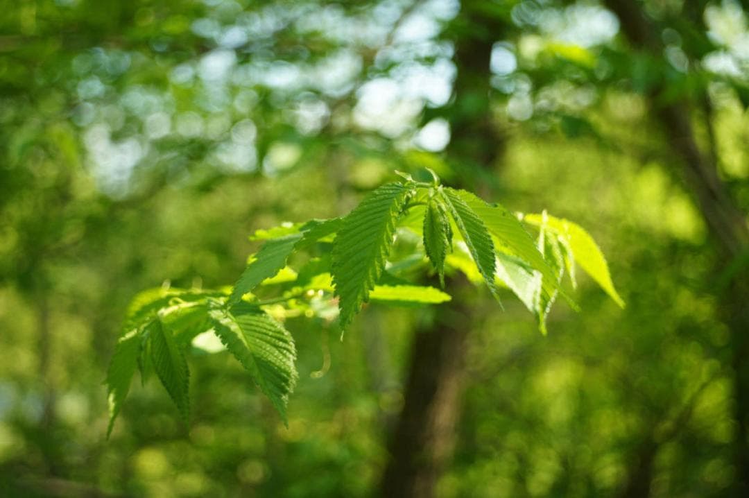 46　美品　ロモ　LOMO スメナ8 40mm F4.0 アダプター付 L39