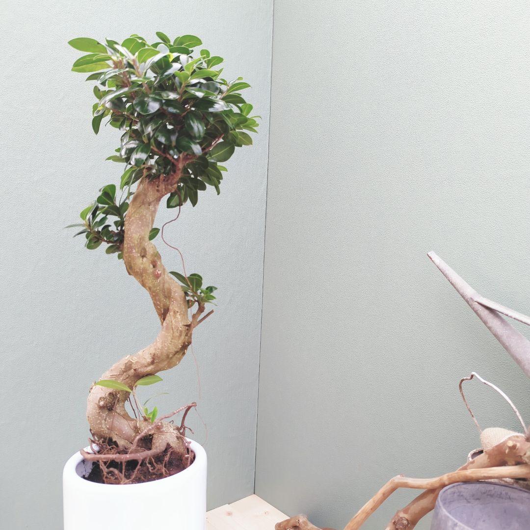 【現品】曲がり 昇り龍 ガジュマル 縁起物 白 ロングポット７