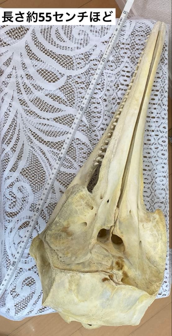 超希少種　シワハイルカ　頭骨　標本　海棲生物　いるか　イルカ