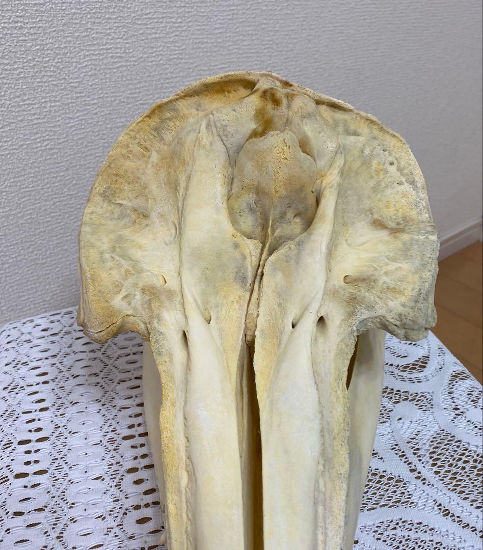 超希少種　シワハイルカ　頭骨　標本　海棲生物　いるか　イルカ