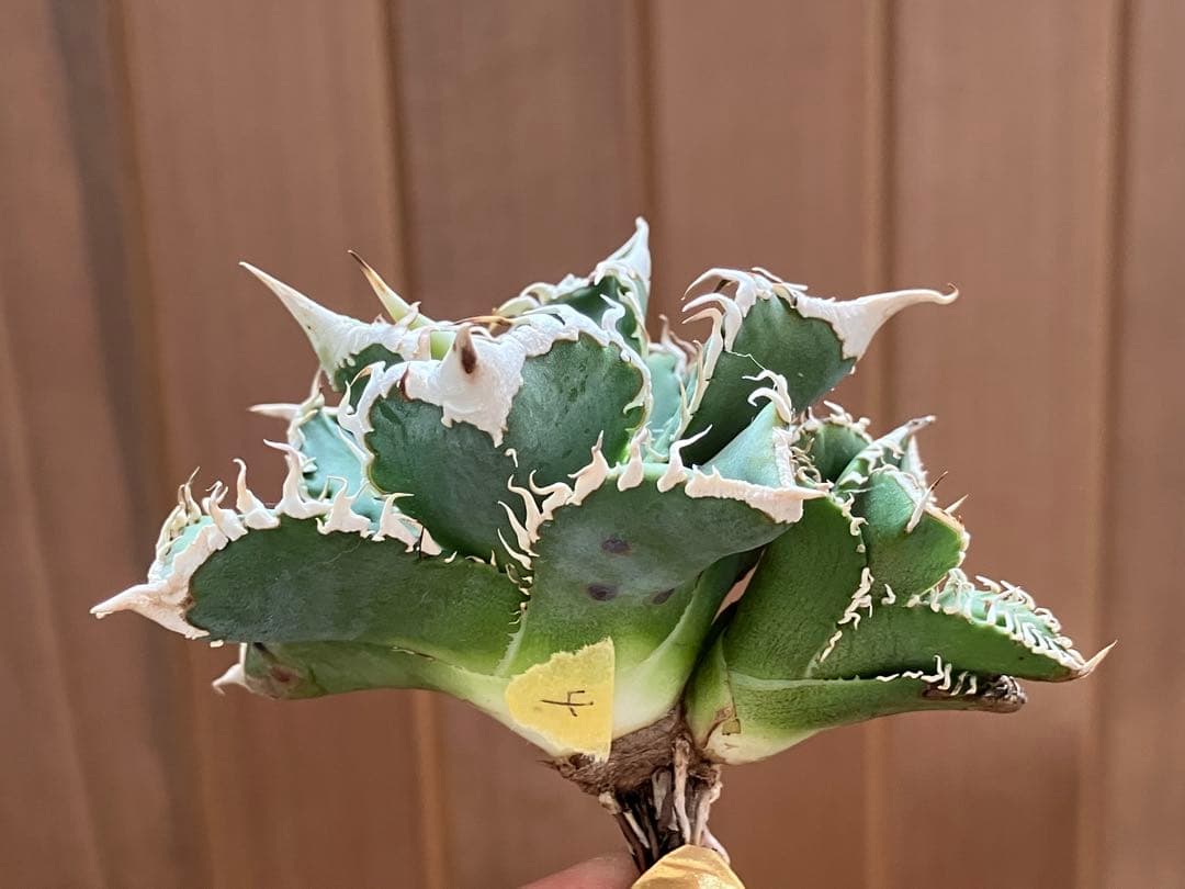 Y*i様 【初売りオークション】59 特選　子株2株付き　アガベ　チタノタ　白豪