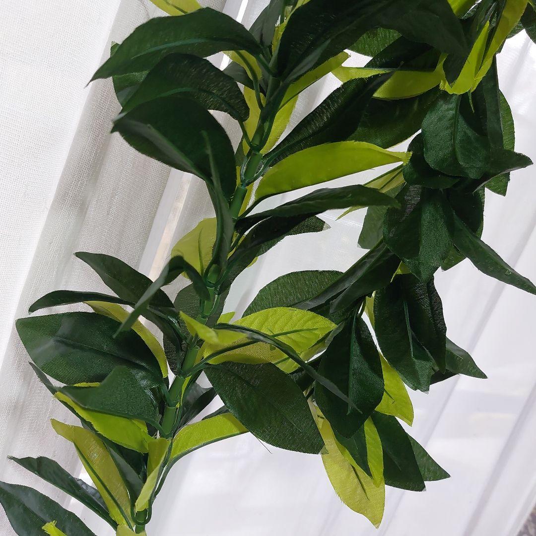 フラダンス マイレレイ