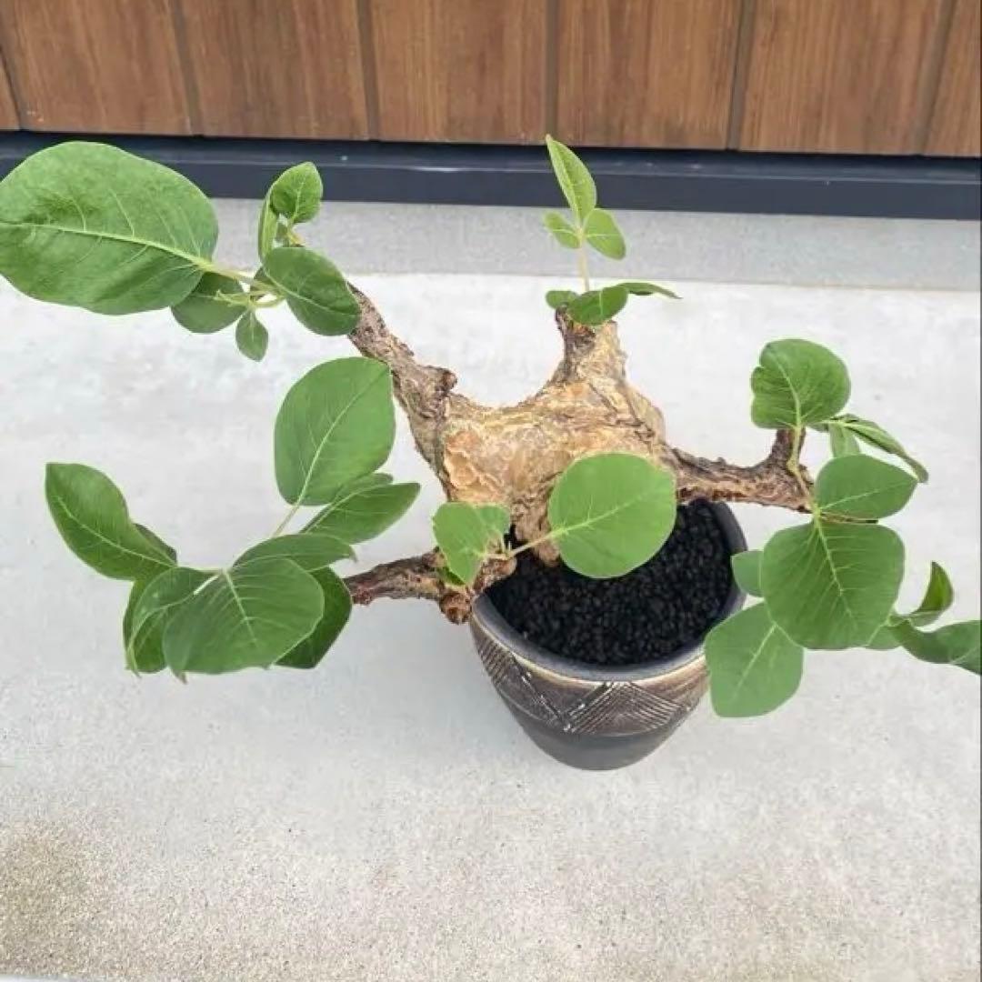 コミフォラ　グイドッティ　灌木　良型　発根済　現地球