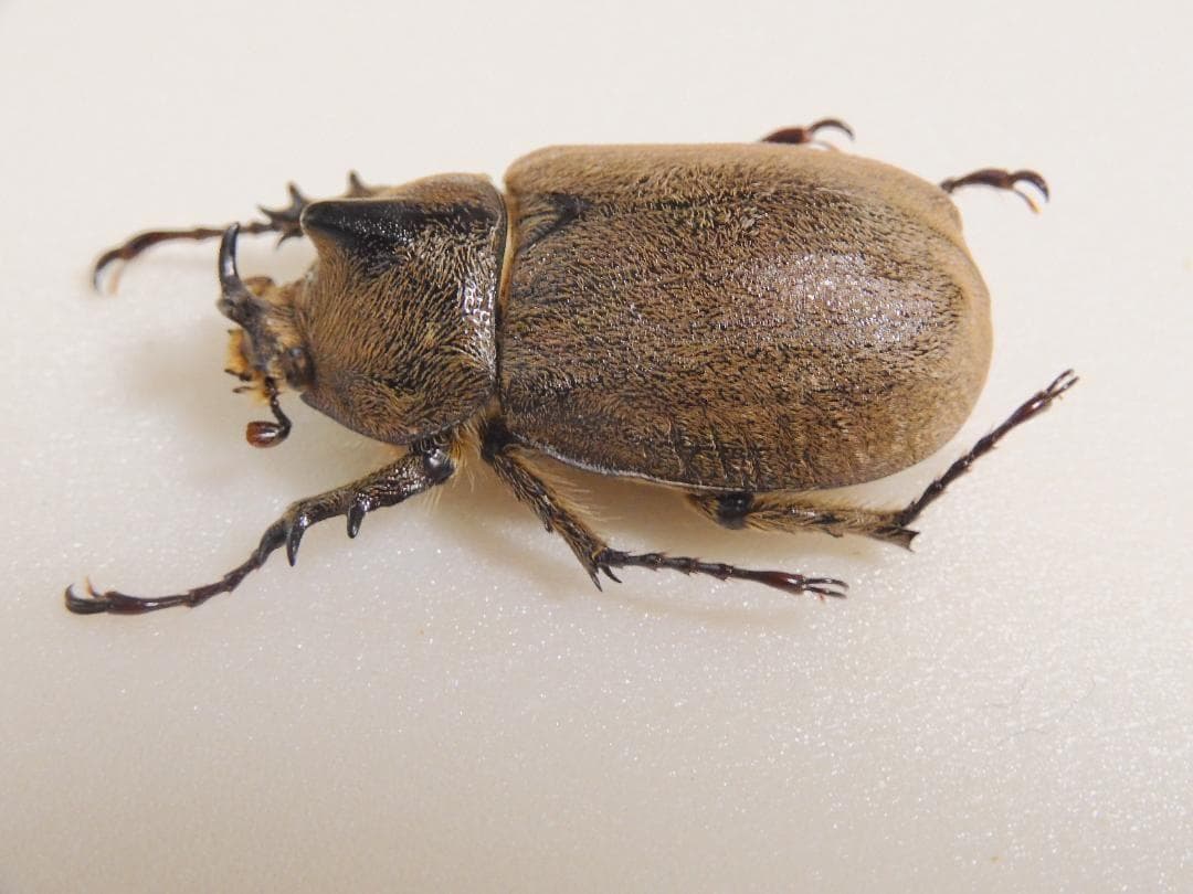 アルゼンチン産　ヨルゲンセンゾウカブト　38mm