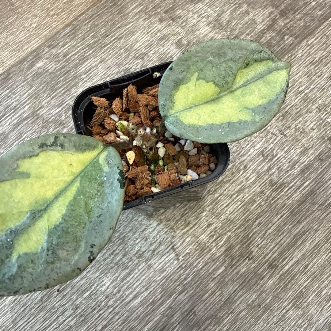 g*a様 レア　希少　ホヤ　カルノーサ　アルゲンティア　プリンセス